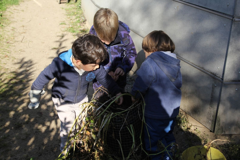 Die Kinder beim Suchen von Kartoffel in der Erde.
